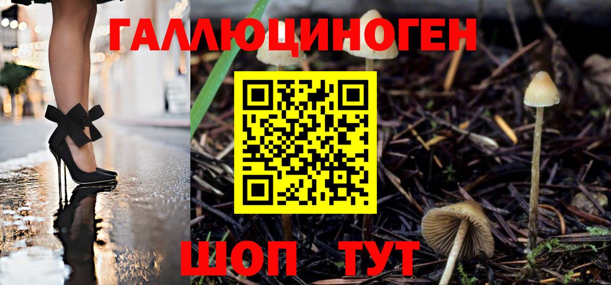 Галлюциногенные грибы Psilocybine cubensis Бузулук